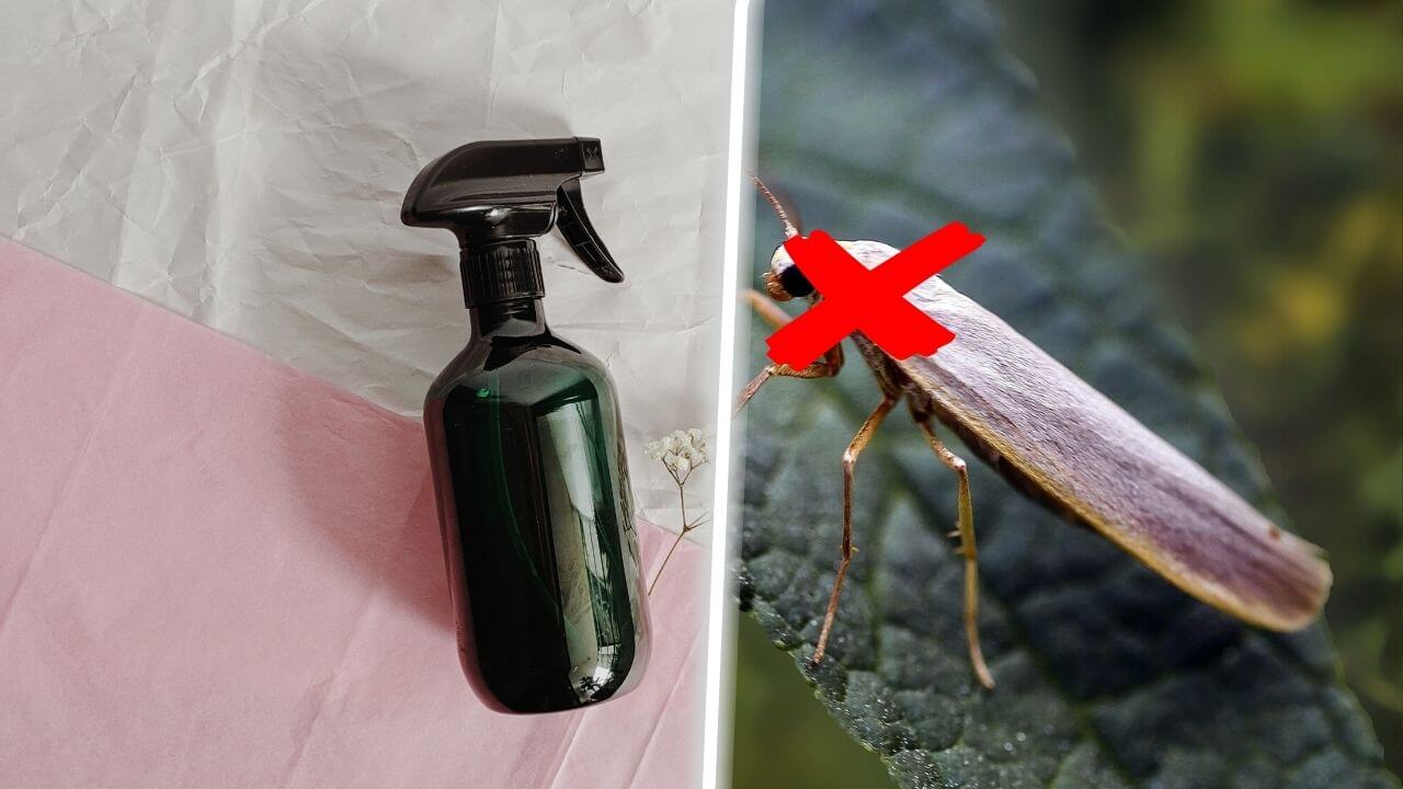 Anti-mites naturels, quels produits utiliser s'en débarrasser ?