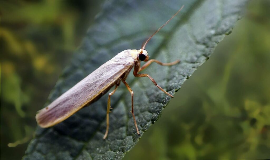 Tout connaître sur les invasions de mites alimentaires