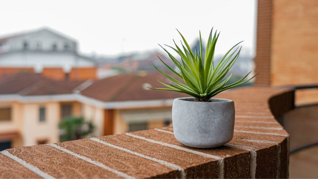 Plante pour décorer un balcon