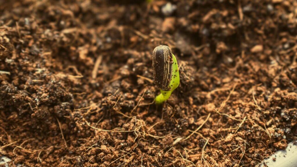 tas de compost
