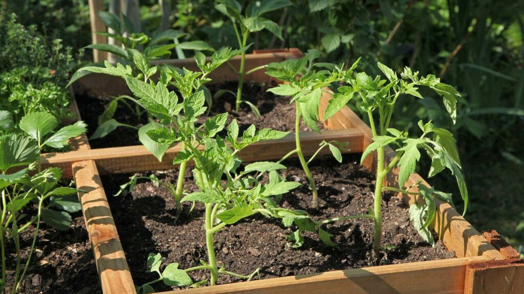 potager en carrés