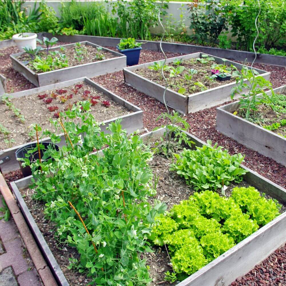 potager en carrés