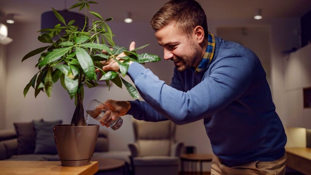 entretien d'une plante d'intérieur